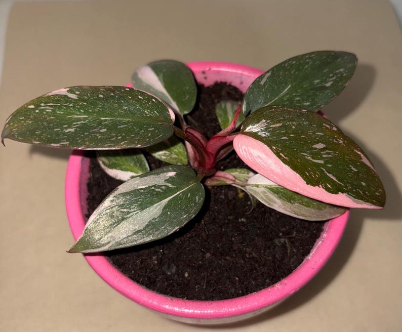 Filodendro Princesa Rosa (¡TODAS LAS PLANTAS requieren la compra de 2 plantas!) imagen 2