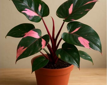 Philodendron Pink Princess Starter Plant  (ALL PLANTS require you to purchase 2 plants!)