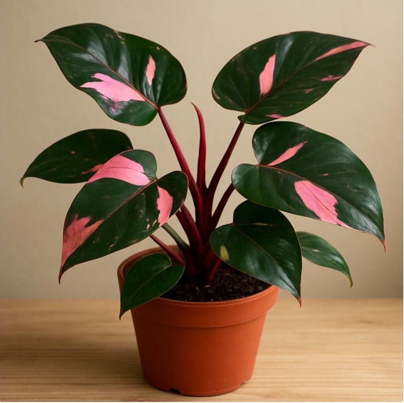 Puede incluir: Una planta de Philodendron Princesa Rosa en maceta. La planta presenta hojas grandes de color verde oscuro con variegaciones rosas vibrantes. Los tallos son de color rojo intenso y la planta est&aacute; en una maceta de color terracota, creando un contraste llamativo.