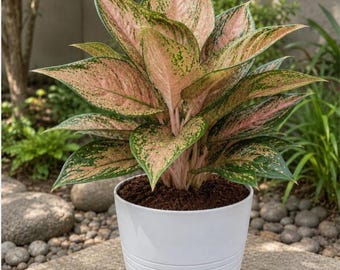 Aglaonema Favonian Starter Plant (ALL STARTER PLANTS require you to purchase 2 plants!)