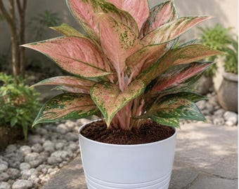 Aglaonema Lucky Red Starter Plant (ALL STARTER PLANTS require you to purchase 2 plants!)