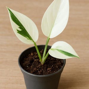 monstera melanochrysum Philodendron Melanochrysum – HappiestPlants main image 0