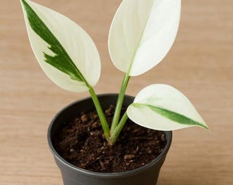 Philodendron White Wizard Starter Plant  (ALL PLANTS require you to purchase 2 plants!)