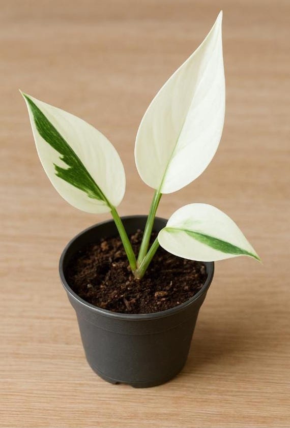 Philodendron White Wizard Starter Plant (ALL PLANTS require you to purchase  2 plants!)