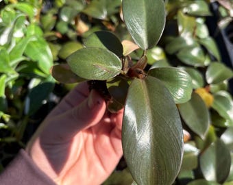 Philodendron Royal Queen Starter Plant (ALL PLANTS require you to purchase 2 plants!)