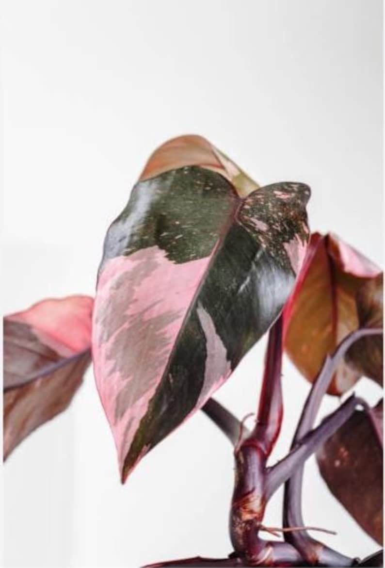 Puede incluir: Primer plano de una planta de Philodendron Princesa Rosa. Las hojas muestran una llamativa mezcla de rosa, verde oscuro y marr&oacute;n. Los tallos son de color burdeos intenso, creando un contraste vibrante sobre un fondo blanco.