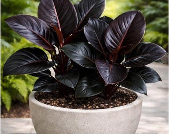 Philodendron Black Cardinal Starter Plant 2 Pack