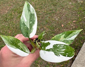 2 Pack Philodendron White Princess Starter Plant(ALL PLANTS require you to purchase 2 plants!)
