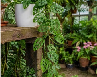 Monstera Adansonii Starter Plant (ALL PLANTS require you to purchase 2 plants!)