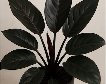 Philodendron Black Cardinal Starter Plant (ALL PLANTS require you to purchase 2 plants!)