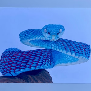 Colored Pencil Drawing, Drawing of Snake, Snake Artwork, Blue Snake Drawing, Colored Pencil Artwork, Wall Decor, Wall Hanging, Original Art
