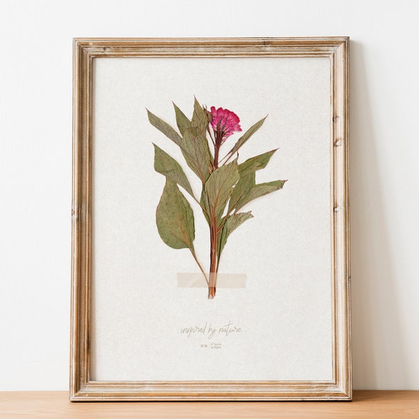 Vintage Celosia pressed flower and plant Printable wall art Botanical dried herbarium poster Bedroom decor First home gift INSTANT DOWNLOAD