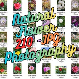 Könnte beinhalten: Eine Sammlung von Blumenfotografien, die verschiedene Blüten in verschiedenen Farben und Formen zeigen. Das Bild enthält den Text "Natural Flower 210 - JPG Photography."
