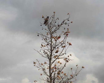 winter by crow and tree