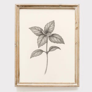 May include: A framed botanical print featuring a detailed pencil drawing of a basil plant. The artwork is in grayscale, with the plant's leaves and stem rendered with shading. The frame is a light wood color, and the text "VINTAGE VIBE PRINTS" is at the bottom.