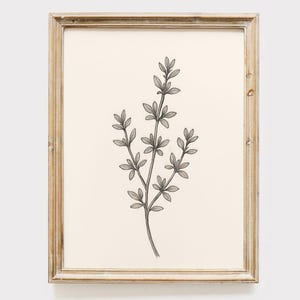 Thyme Herb Line Art Print: Minimalist Kitchen Decor (Digital Download)