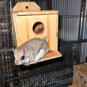 Puede incluir: Un pequeño roedor gris y blanco parecido a una ardilla se sienta en una percha de madera dentro de una jaula. La percha está unida a una caja de anidación de madera con una abertura redonda. La jaula está hecha de metal negro.