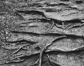 Roots Black and White Fine Art Photograph - 12 x 15 Framed Print