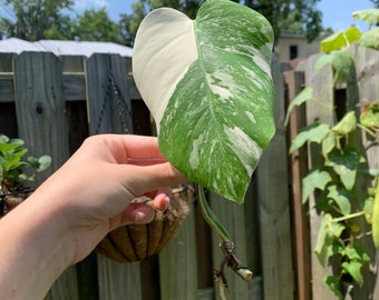 Monstera Albo Cutting