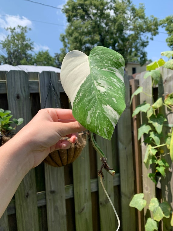 Monstera Albo Cutting - Etsy