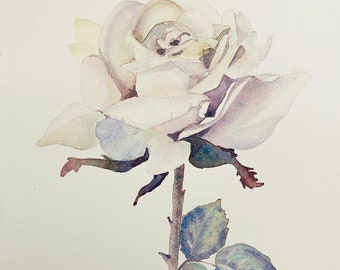 Rose, watercolor