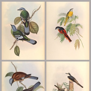 John Goulds Asian Birds Set of 4 prints 1-4