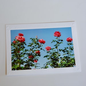 Cartão de filme brilhante de 35 mm | Flores | Cartões comemorativos em branco feitos à mão | Arte de Jessica Pomerantz | Perfeito para qualquer ocasião!