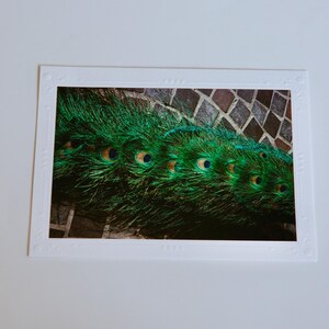 Cartão de filme brilhante de 35 mm | Pavões | Cartões comemorativos em branco feitos à mão | Arte de Jessica Pomerantz | Perfeito para qualquer ocasião!