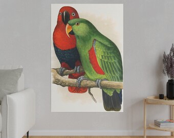 New Guinea Eclectus Parrot