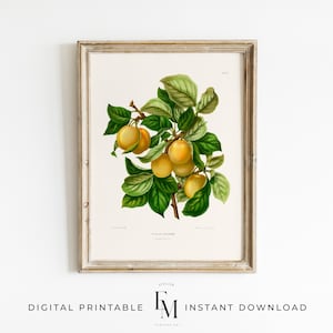 Citrus Lemon Wall Art Antique Botanical Fruit Poster Kitchen Decor Lemon Artwork Vintage Style Print Lemon Yellow Farmhouse Kitchen Decor