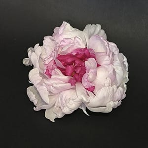 May include: A single pink and white peony flower with a deep pink center. The flower is in full bloom and has a delicate, ruffled appearance.