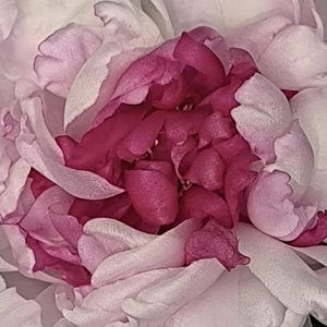 May include: A close-up of a pink and white peony flower in full bloom. The petals are soft and delicate, with a deep pink center.