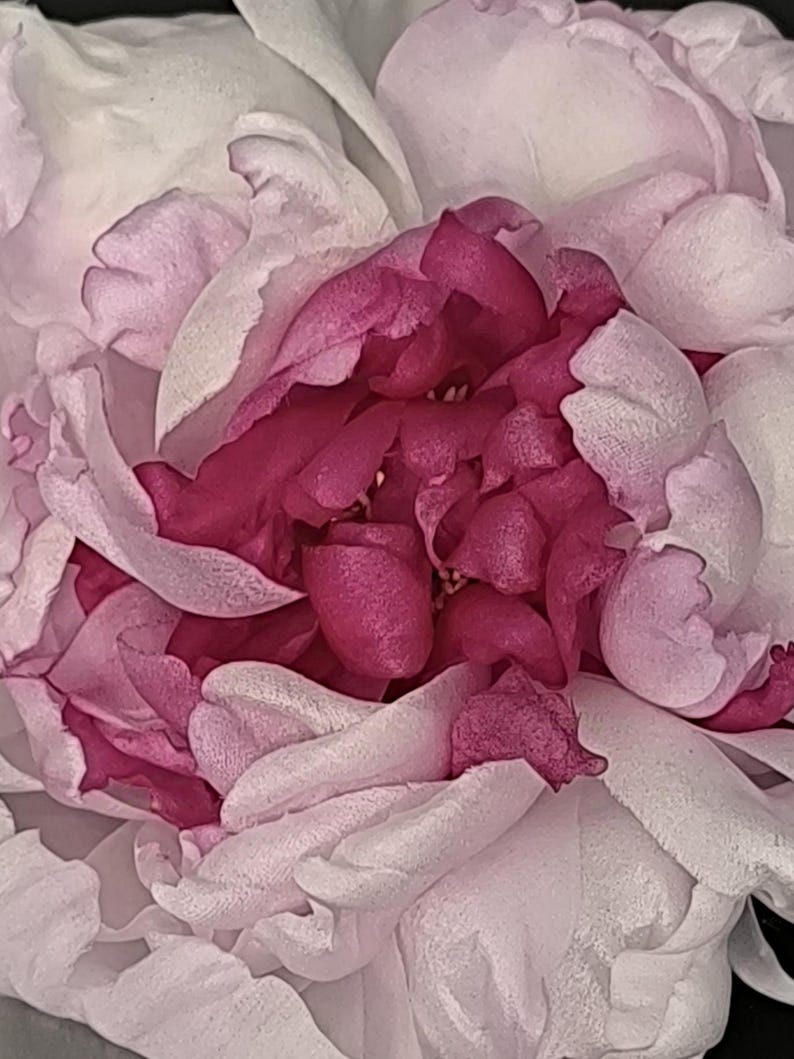 May include: A close-up of a pink and white peony flower in full bloom. The petals are soft and delicate, with a deep pink center.