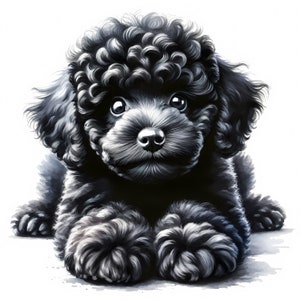 Clipart chiot caniche noir - 10 fichiers JPG de haute qualité - téléchargement numérique - fabrication de cartes, clipart, créations numériques en papier, licence commerciale