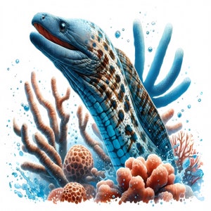 Clipartbundel paling: mariene biologiekunst, zeedier (digitale download, commercieel gebruik) 12 JPG