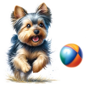 May include: A small Yorkshire Terrier dog with brown and black fur is running towards a blue, orange, and green beach ball. The dog has a happy expression on its face and its tongue is sticking out.