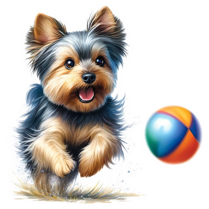 May include: A small Yorkshire Terrier dog with brown and black fur is running towards a blue, orange, and green beach ball. The dog has a happy expression on its face and its tongue is sticking out.