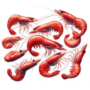 Shrimp Clipart: Seafood Art Prints, Coastal Decor (Digital Download, Commercial Use) 11 JPG image 9