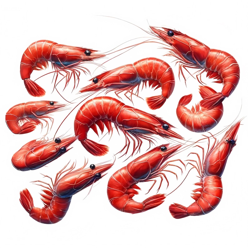 Shrimp Clipart: Seafood Art Prints, Coastal Decor (Digital Download, Commercial Use) 11 JPG image 9