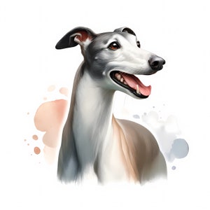 Greyhound Clipart / 11 JPG di alta qualità / Pacchetto di clipart Whippet / Arte murale / Stampe digitali / Materiali stampabili / Creazione di biglietti / Uso commerciale