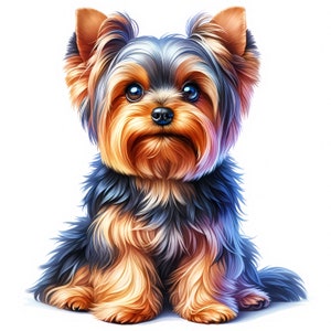 May include: A small, brown and black Yorkshire Terrier dog with long, flowing hair sits with its front paws forward and its back paws tucked behind it. The dog has a sweet expression on its face and looks directly at the viewer.