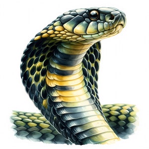 Cobra Clipart - 11 hoogwaardige JPG's - King Cobra Clipart Bundle - Snake Art - Wall Art - Papercrafts - Digitale prints - Commercieel gebruik