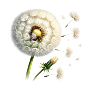 Dandelion Clipart | 12 JPGs de alta qualidade | Pacote de clipart | Arte de parede | Arte botânica | Artesanato em papel | Impressões digitais | Uso comercial