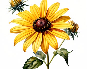 Eyed Susan Flower Clipart | Floral JPG (Digital Download)