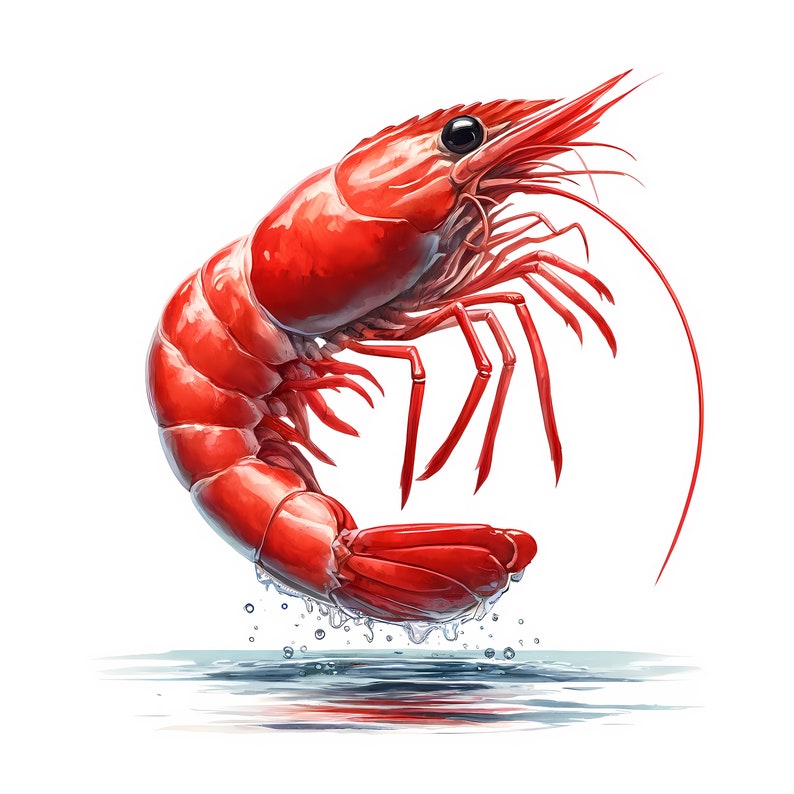 Shrimp Clipart: Seafood Art Prints, Coastal Decor (Digital Download, Commercial Use) 11 JPG image 7