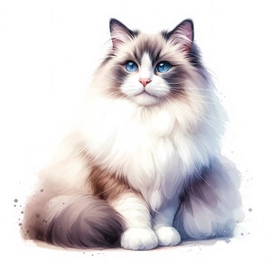 Ragdoll Cat Clipart - 10 JPG di alta qualità - Download digitale - Creazione di biglietti, Clip Art, Artigianato di carta digitale, Licenza commerciale