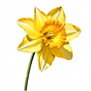 Narcissen clipart - 10 hoogwaardige jpg's - prachtige bundel met narcissen cliparts - kaarten maken, bloemenkunst, mixed media, digitale papierkunst