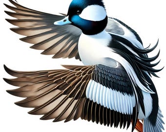 Bufflehead Duck Clipart | Elegant Bird Art, Waterfowl Illustration (Digital Download) Set of 10 JPGs