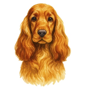 Könnte beinhalten: Aquarellmalerei eines Cocker Spaniel Hundes. Der Hund hat langes, welliges, goldbraunes Fell, dunkle Augen und eine schwarze Nase. Das Kunstwerk ist ein Kopf- und Schulterporträt vor weißem Hintergrund.