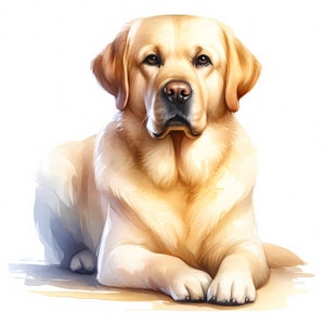 Labrador-clipart - 10 hoge kwaliteit jpg's - digitale download - kaarten maken, illustraties, digitale papierkunst, commerciële licentie